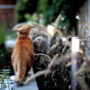 cat brushing against a flower
