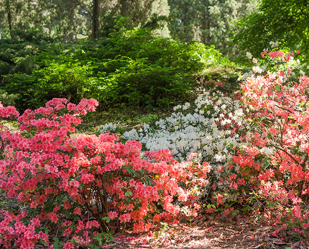 Discovering What Zone Is Raleigh Nc For Planting The Ultimate Guide